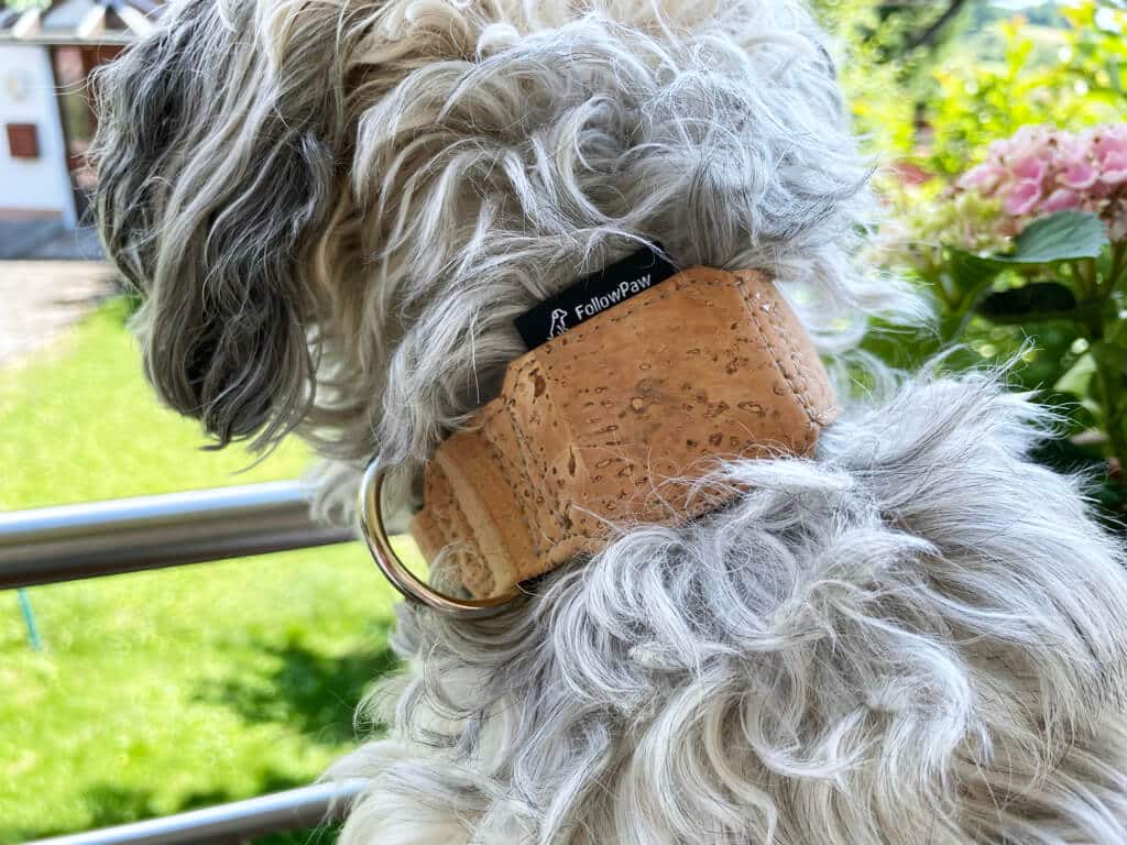 Ein kleiner Hund, viel Fell und ein breites Halsband führen zwangsläufig zu einer etwas unförmigen Kombination.