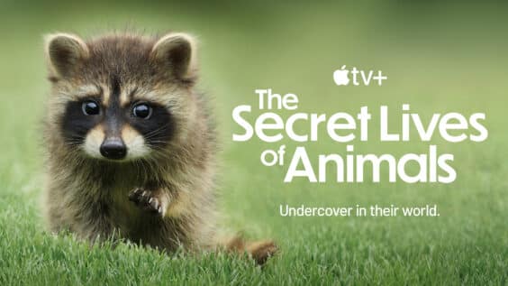 Doku „Das geheime Leben der Tiere“ kann auf Apple TV+ gestreamt werden